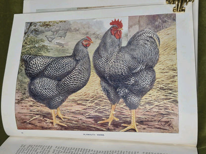 Wright's Book of Poultry Lewer Cassell and Company9