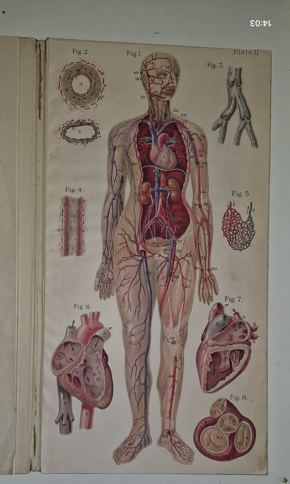 1921 Baillieres Atlas & Anatomy Of The Female Human Body. Swedish Massage Inst.10