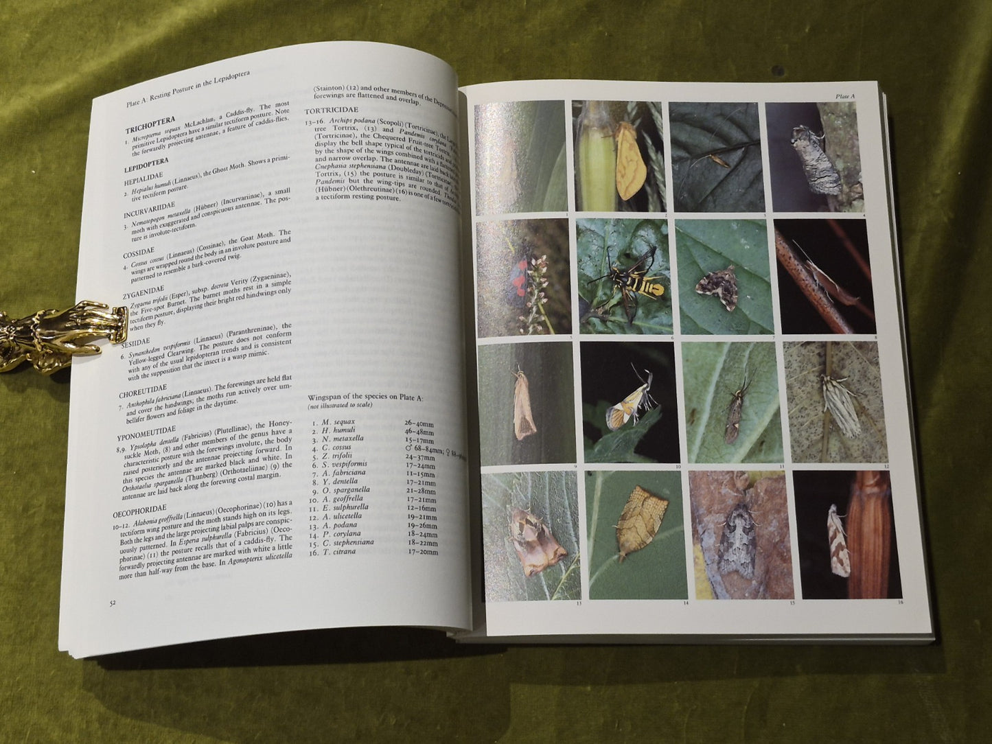 The Moths and Butterflies of Great Britain & Ireland Vol. 7 part 2 - 1989 SC5