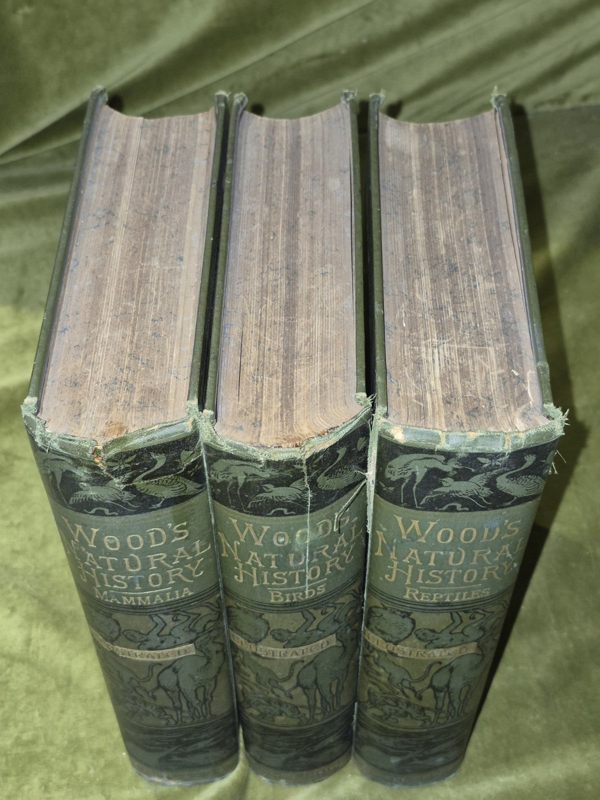 Wood's Illustrated Natural History  Mammals Birds Reptile2