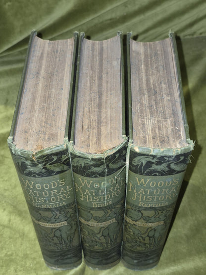 Wood's Illustrated Natural History  Mammals Birds Reptile2