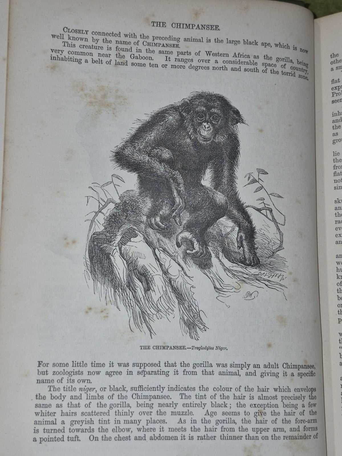 Wood's Illustrated Natural History  Mammals Birds Reptile16