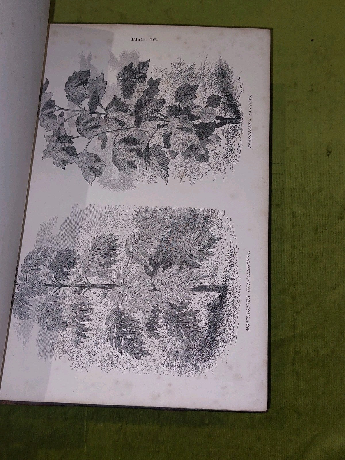 The Gardener’s Assistant Practical and Scientific Gardening 1878 Thompson Moore6