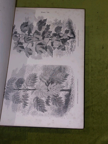 The Gardener’s Assistant Practical and Scientific Gardening 1878 Thompson Moore6