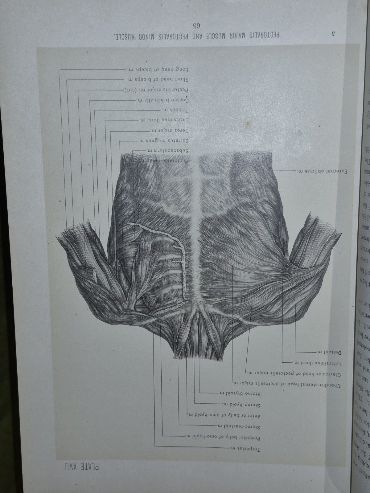 Surgical Anatomy Vols. 1 to 3, (1901-1903) John B. Deaver. London: Rebman13