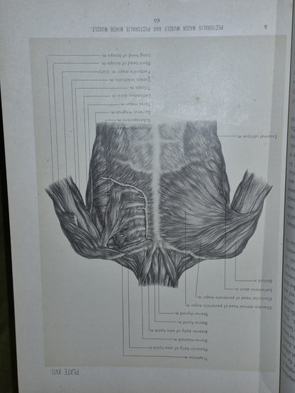 Surgical Anatomy Vols. 1 to 3, (1901-1903) John B. Deaver. London: Rebman13
