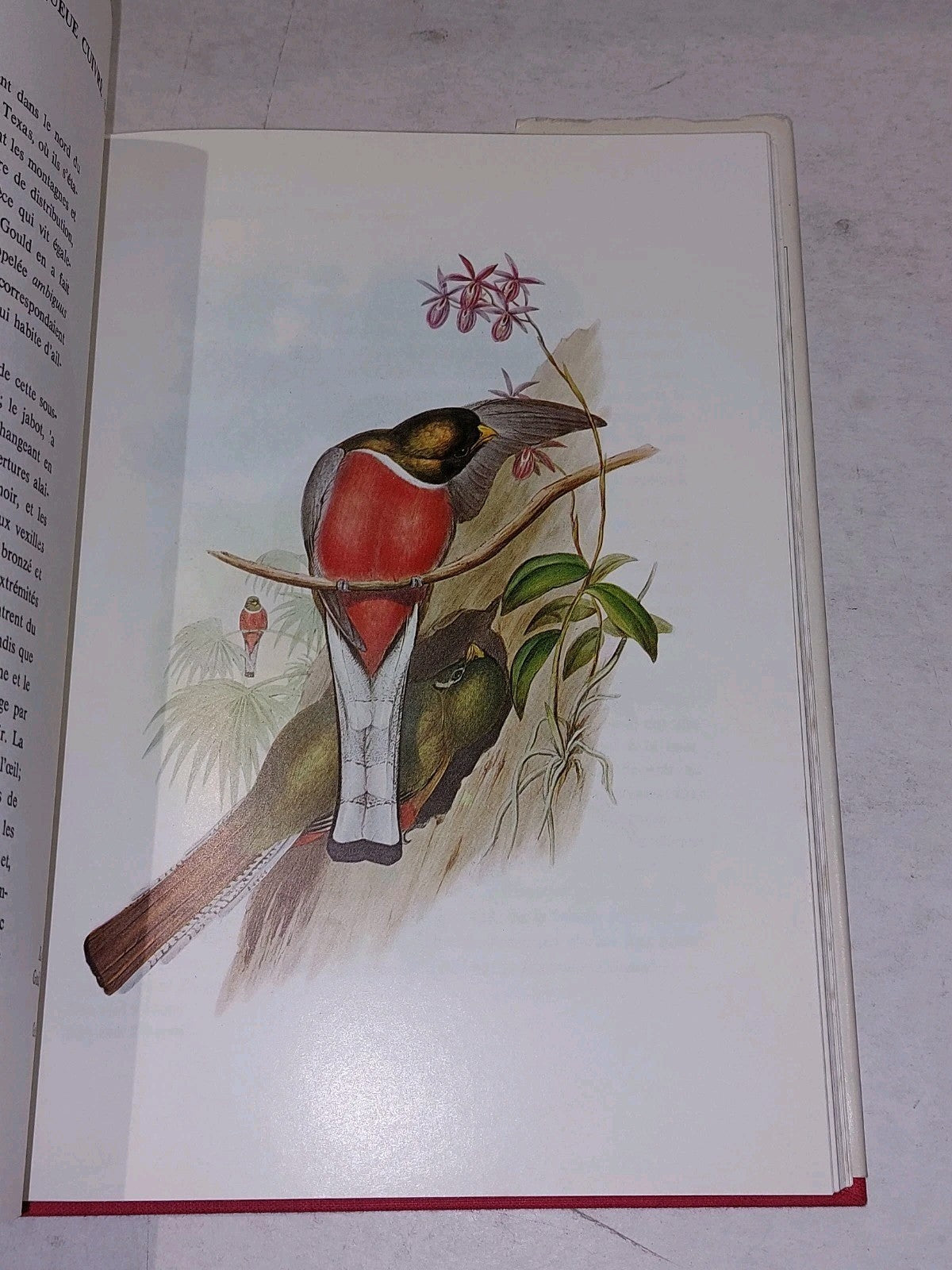 Oiseaux de l'Amérique du SudBy A. Rutgers [Vol. 1&2] Hb Books7