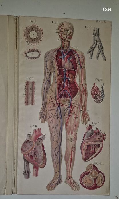 1921 Baillieres Atlas & Anatomy Of The Female Human Body. Swedish Massage Inst.10