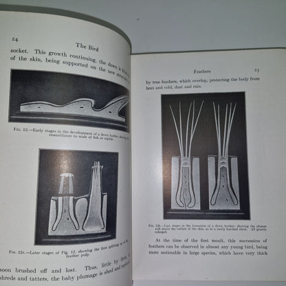 The Bird Its Form And Function By C. William Beebe 190712