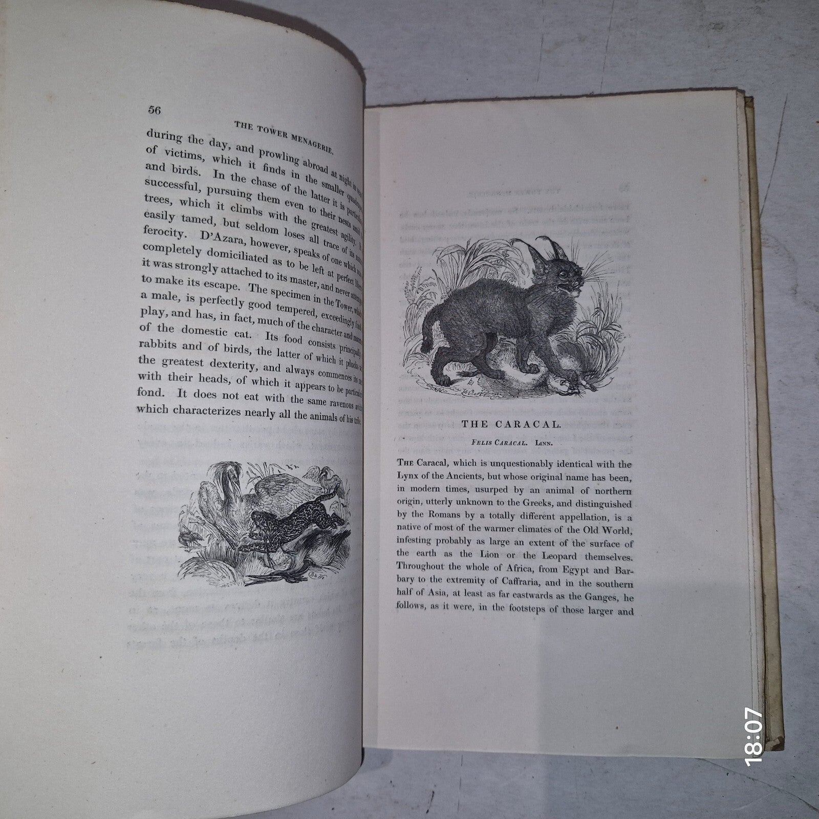 1829 1st THE TOWER MENAGERIE Edward Bennett NATURAL HISTORY Animals ENGRAVINGS8