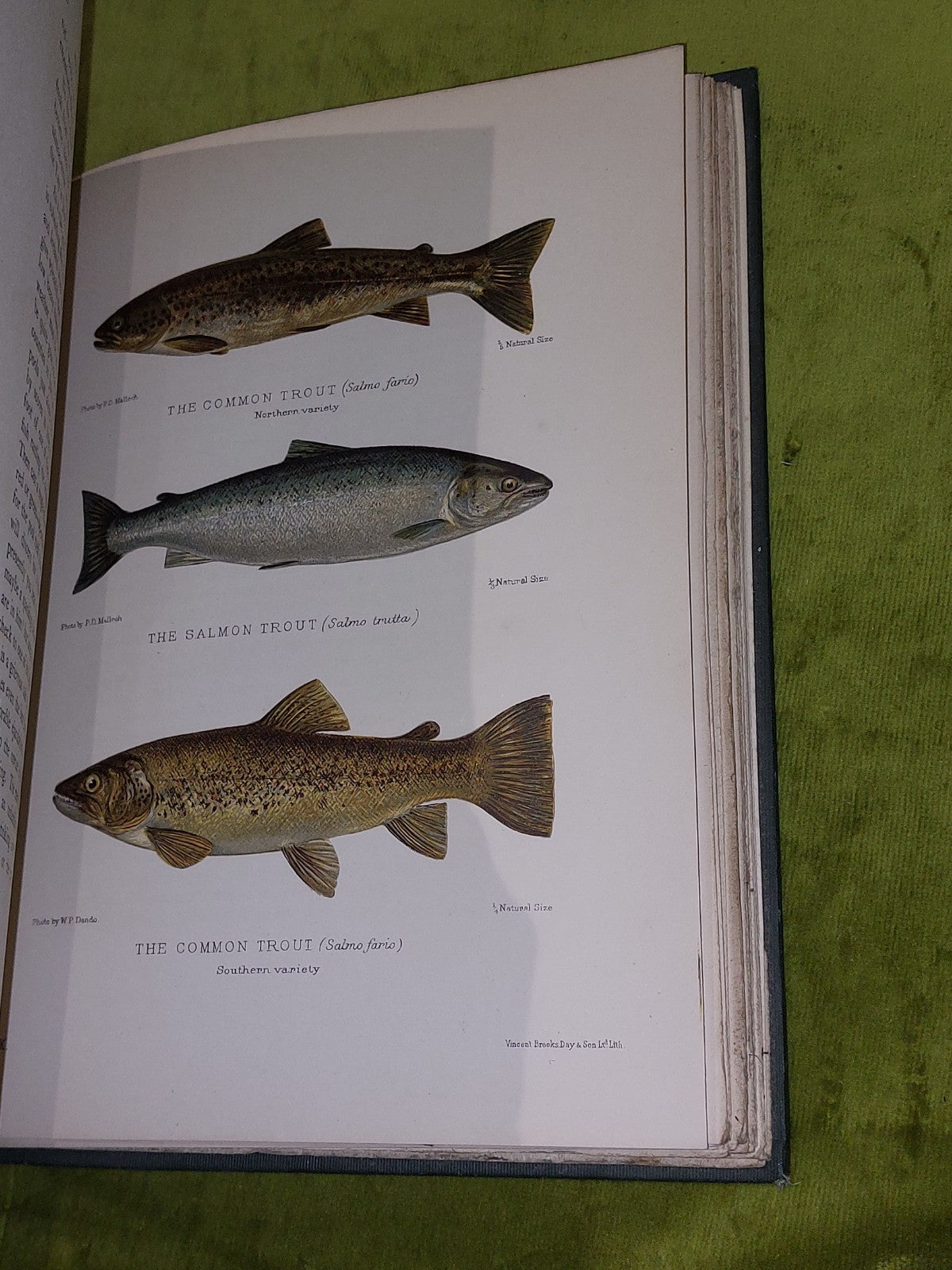 British FreshWater Fishes by Sir Herbert Maxwell (1904) [Hutchinson & Co] Hb7