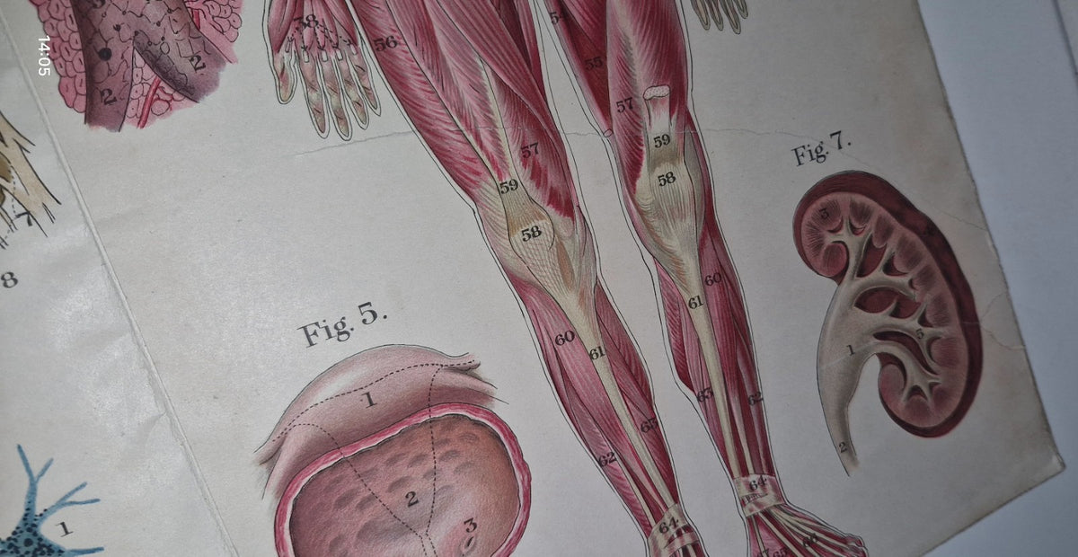 1921 Baillieres Atlas & Anatomy Of The Female Human Body. Swedish Massage Inst.19