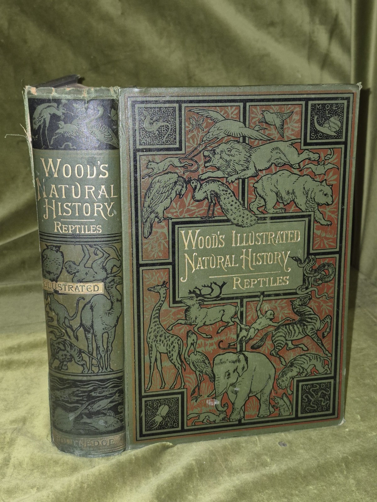 Wood's Illustrated Natural History  Mammals Birds Reptile3