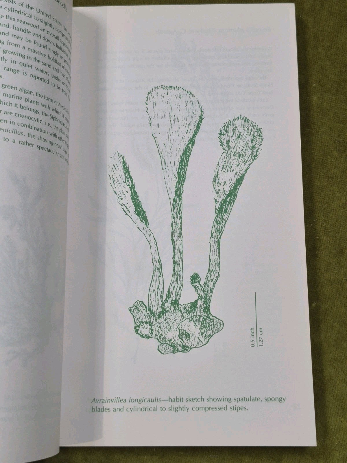 Seaweeds East Coast of the United States 1977 Hillson5