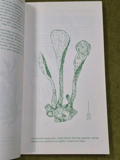 Seaweeds East Coast of the United States 1977 Hillson5