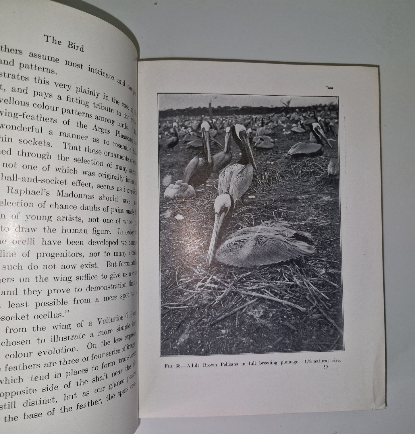 The Bird Its Form And Function By C. William Beebe 190713