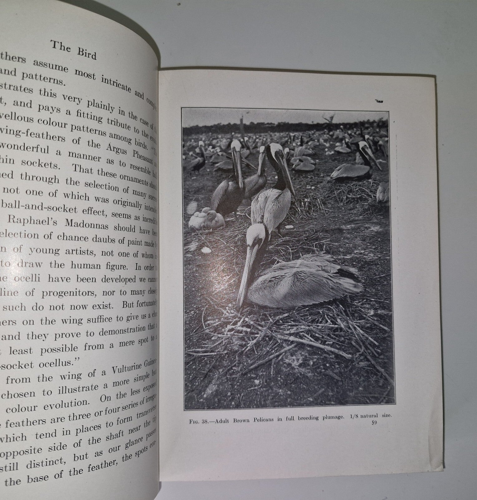 The Bird Its Form And Function By C. William Beebe 190713