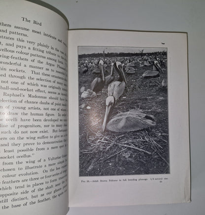 The Bird Its Form And Function By C. William Beebe 190713