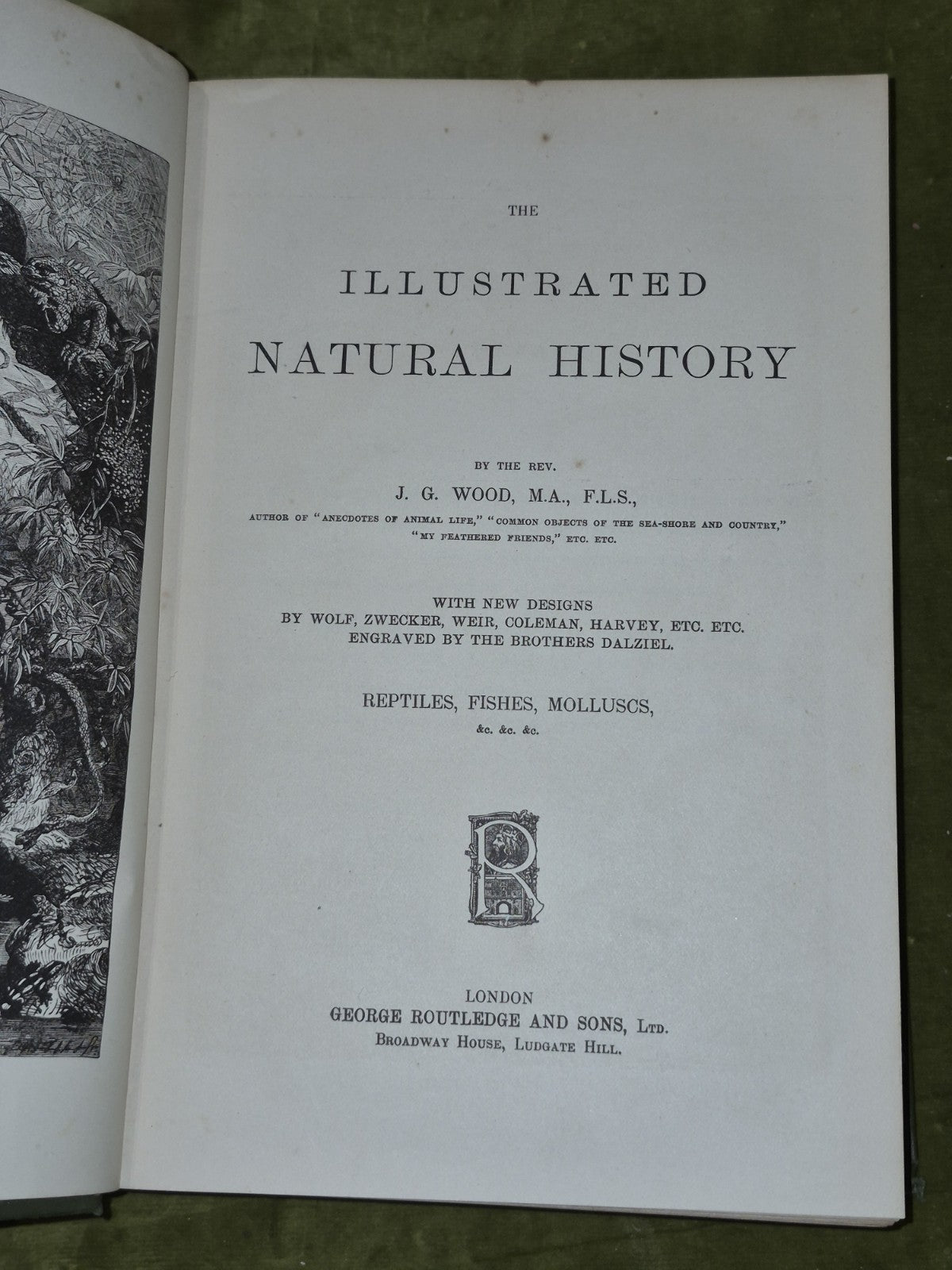 Wood's Illustrated Natural History  Mammals Birds Reptile5