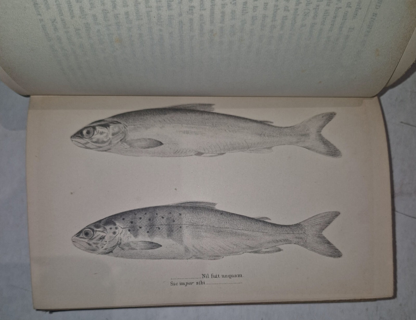 Days and Nights of Salmon Fishing William Scrope 18857