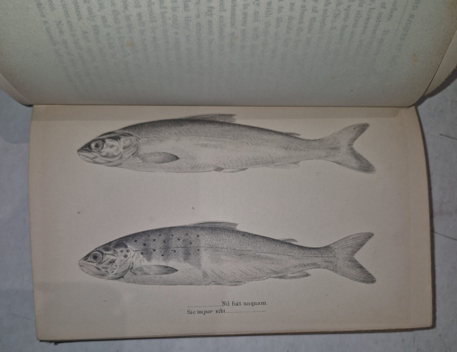 Days and Nights of Salmon Fishing William Scrope 18857