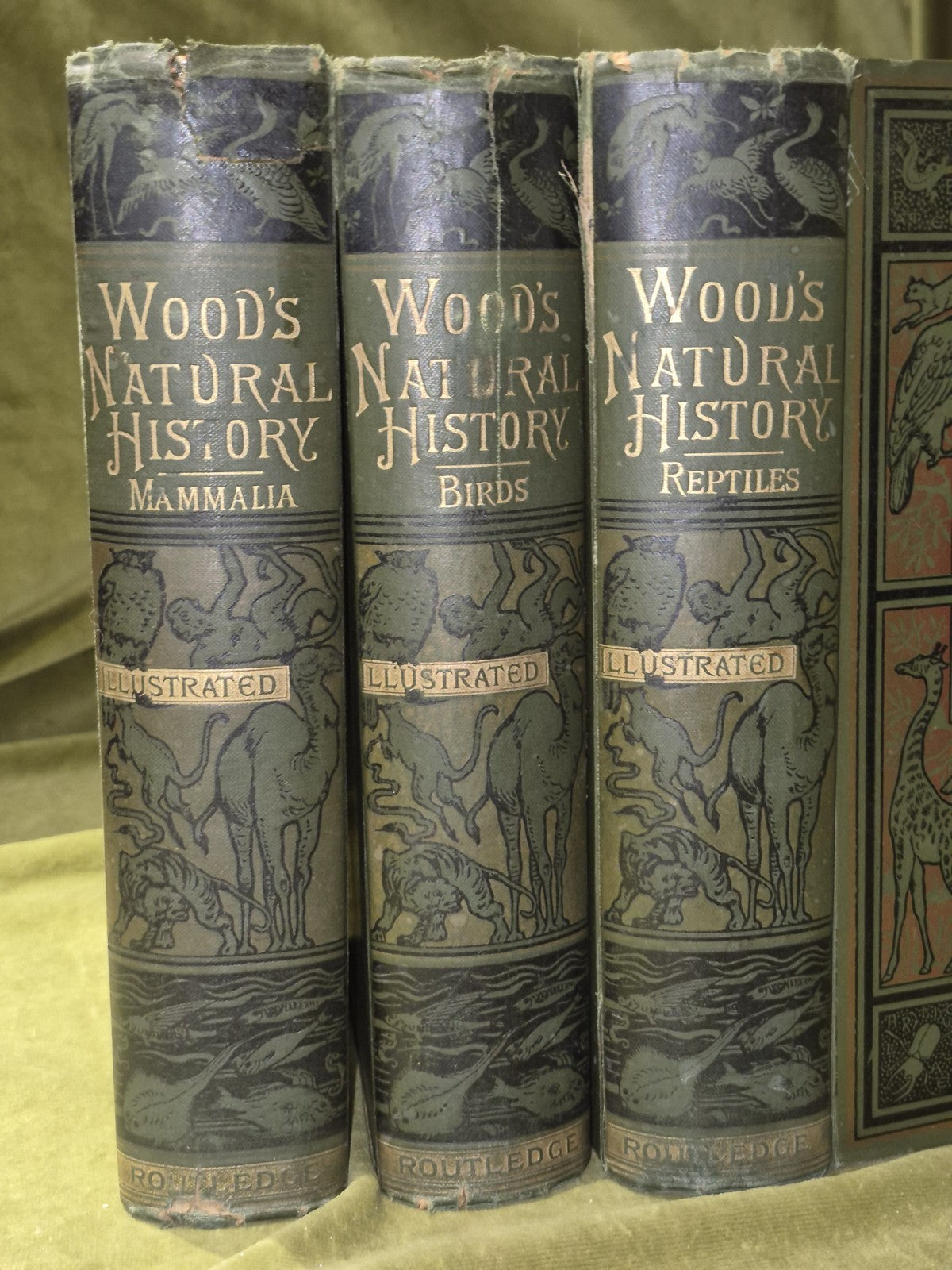 Wood's Illustrated Natural History  Mammals Birds Reptile1