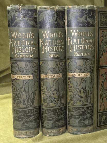 Wood's Illustrated Natural History  Mammals Birds Reptile1