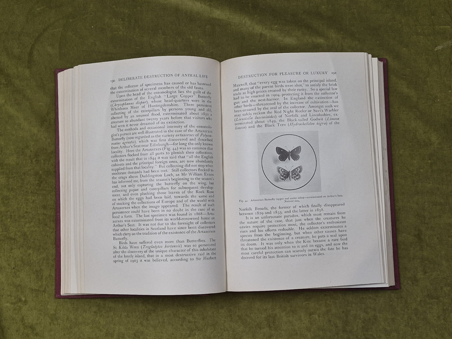 The Influence Of Man On Animal Life In Scotland - James Ritchie, Cambridge 19206