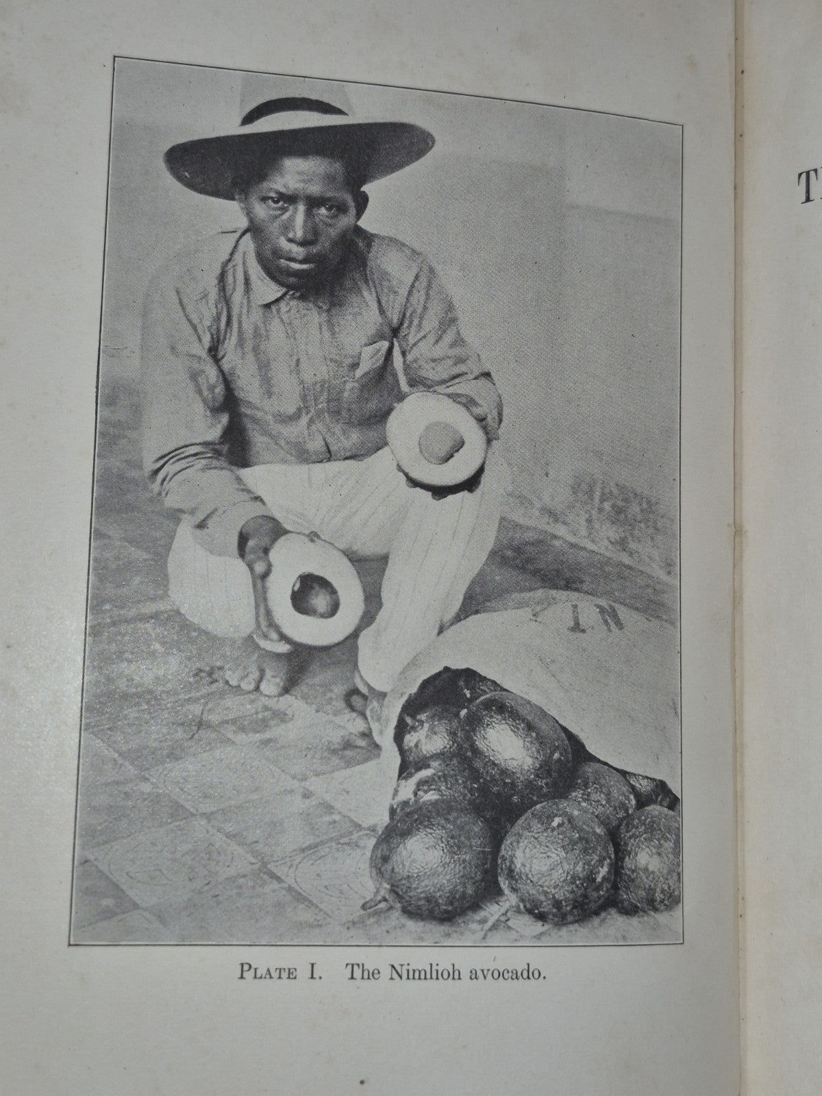 Manual of Tropical and Subtropical Fruits Wilson Popenoe 1920 Macmillan5