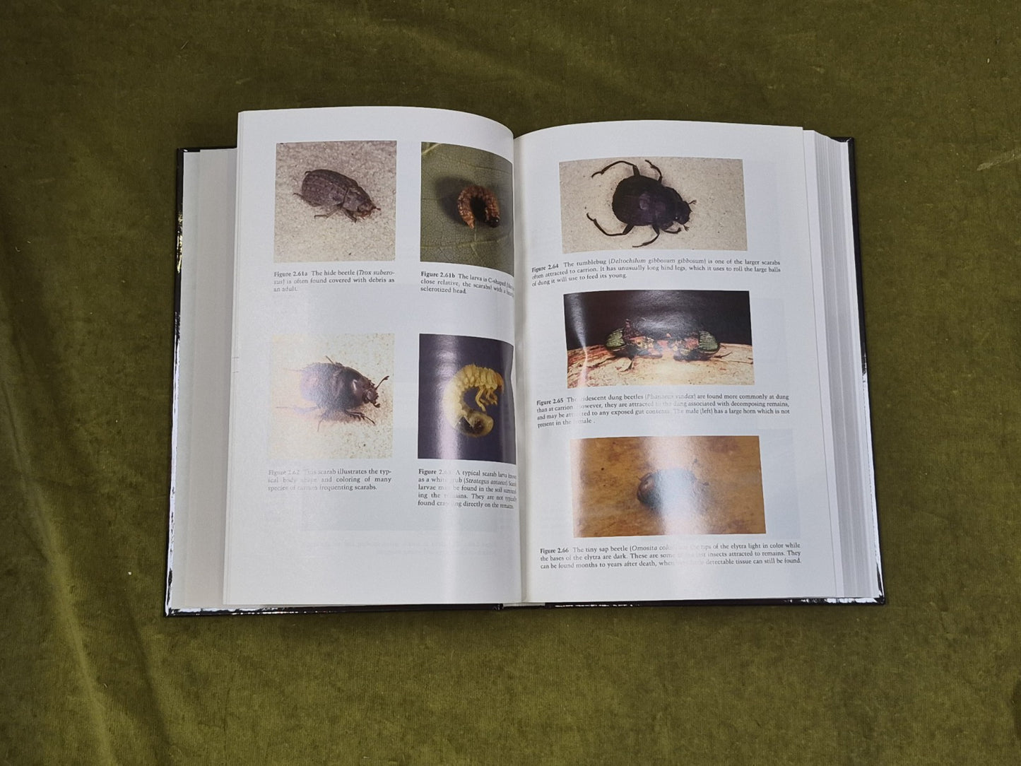 Forensic Entomology : The Utility of Arthropods in Legal Investigations CRC 20006
