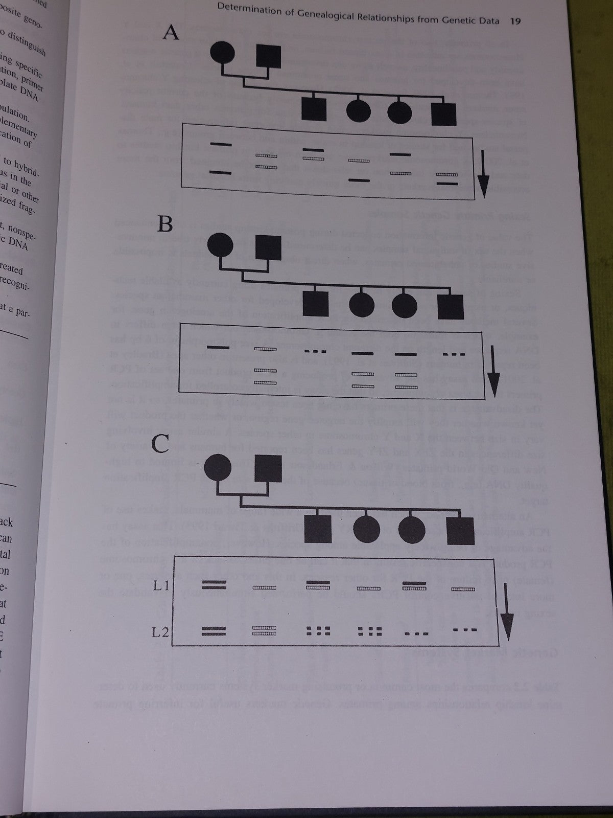 Kinship and Behavior in Primates by Bernard Chapais (English) Hardcover (2004)6