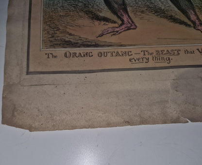 Antique Satirical Political Print. The Orang Outang - The Beast That Violates...4