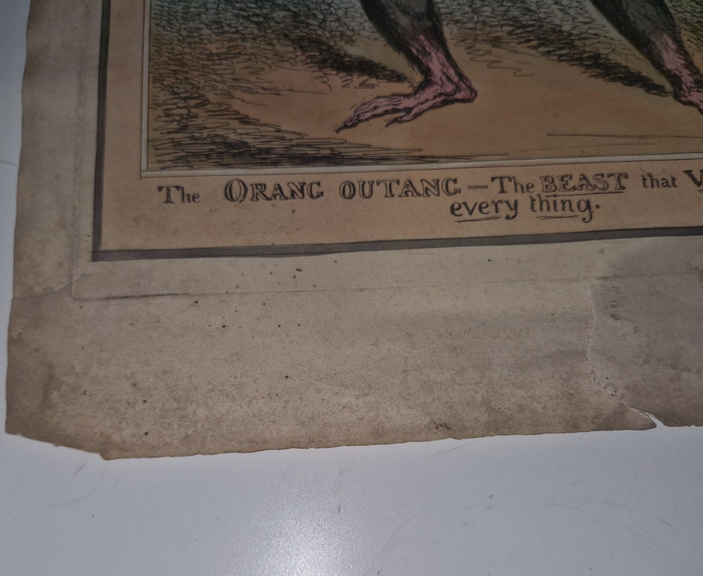 Antique Satirical Political Print. The Orang Outang  The Beast That Violates...4