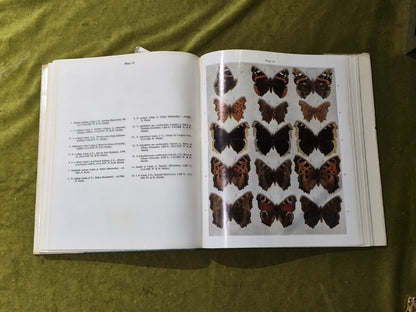 Field Guide to the Butterflies and Burnets of Spain, Manley, W.B.L.,Allcard, H.G6