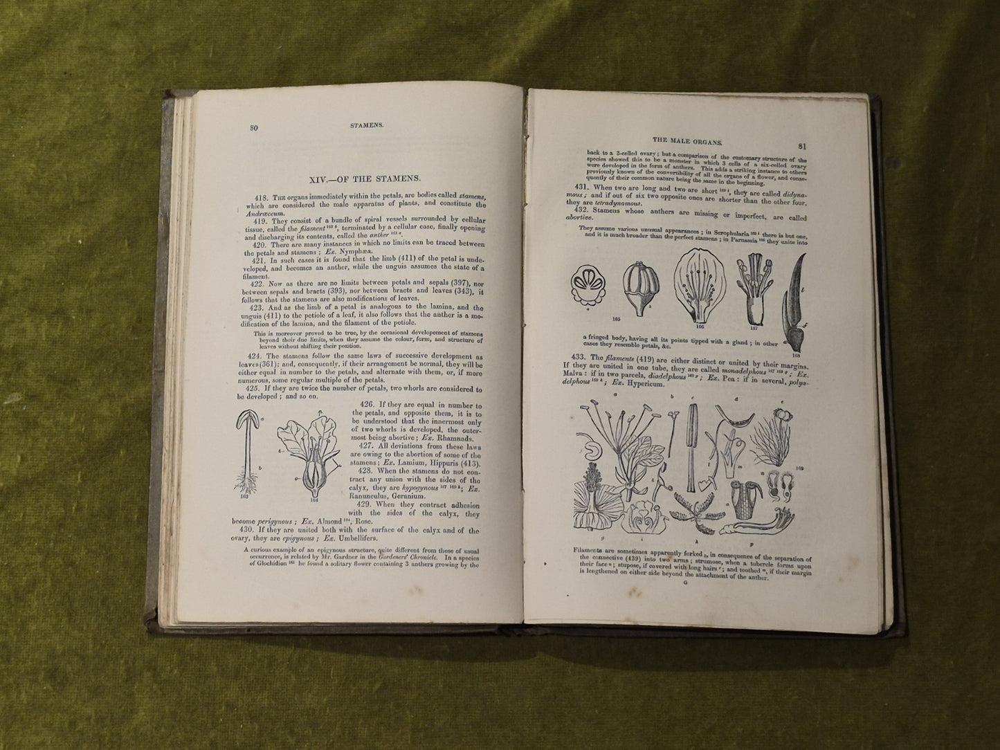 Elements of Botany - John Lindley , Bradbury & Evans 18615