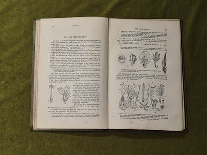 Elements of Botany - John Lindley , Bradbury & Evans 18615