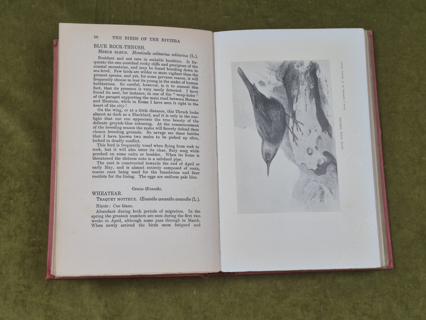 The Birds of the Riviera - Collingwood Ingram , Witherby 1926 HB Ex Lib6