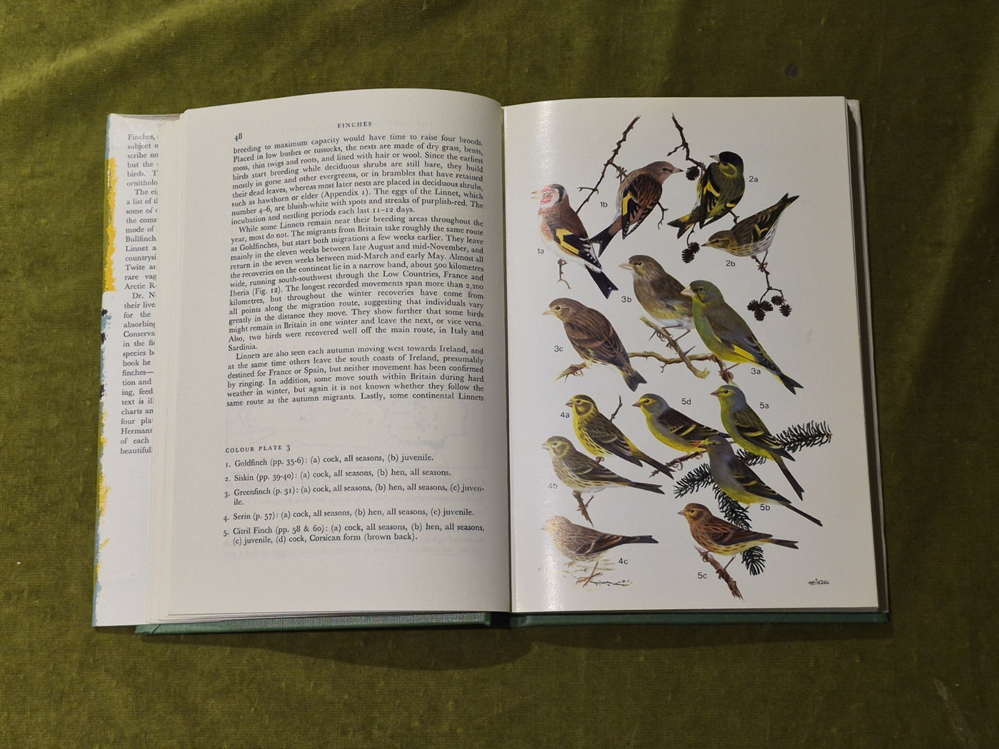 Finches - Ian Newton , Collins 1972 1st Ed HB DJ6