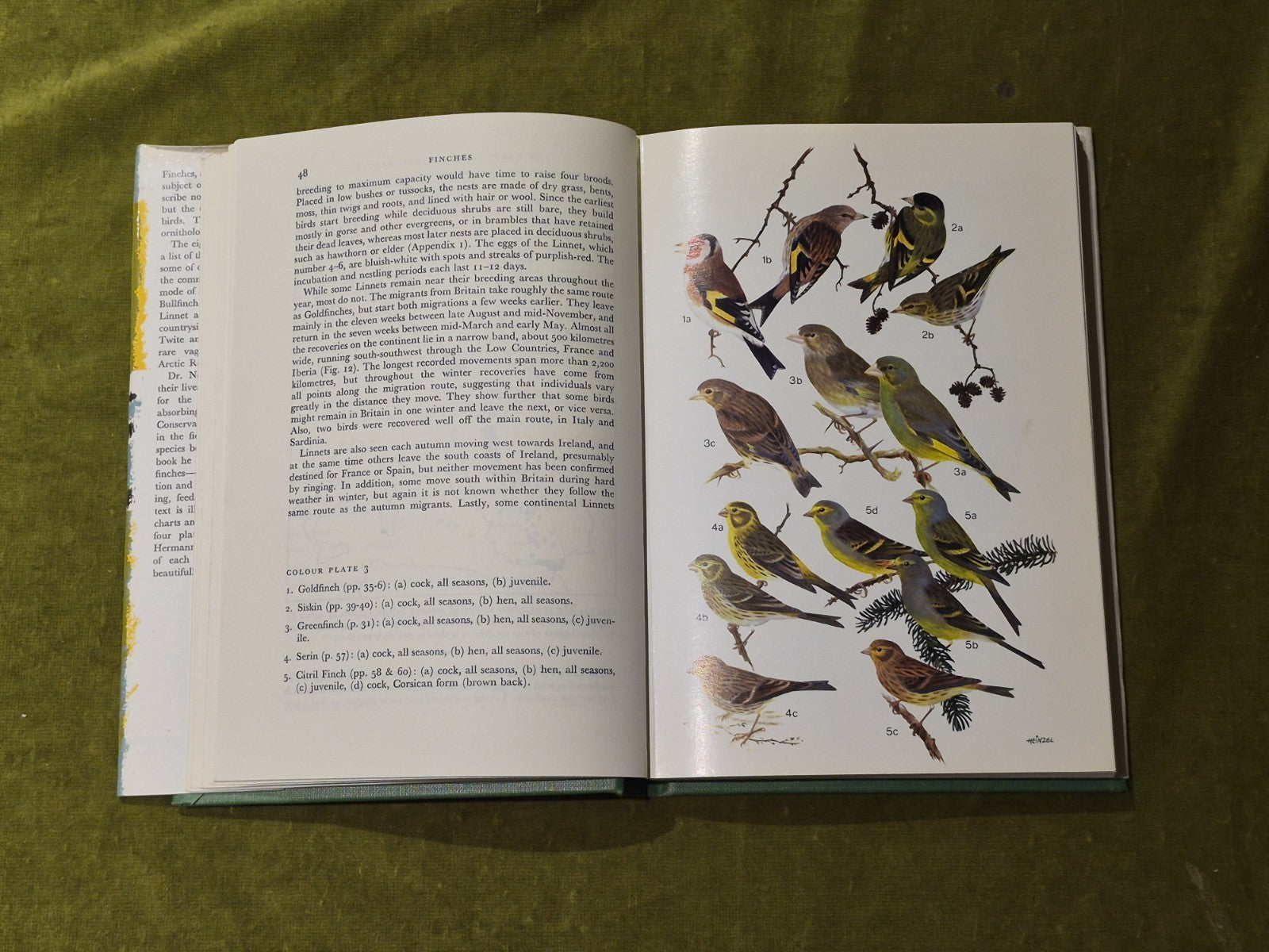 Finches - Ian Newton , Collins 1972 1st Ed HB DJ6