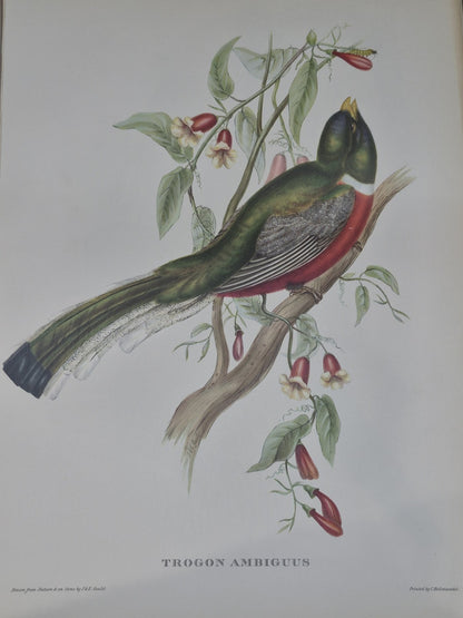 Mr. Gould's Tropical Birds, 24 Exquisite Colour Plates, edited by Eva Mannering7