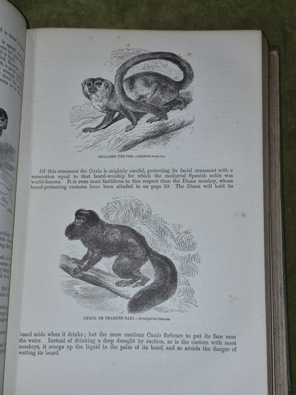 Wood's Illustrated Natural History  Mammals Birds Reptile18