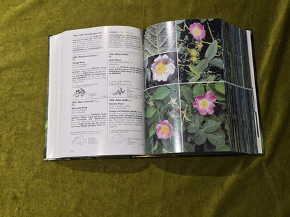 Flora Helvetica By Konrad Lauber & Gerhart Wagner5