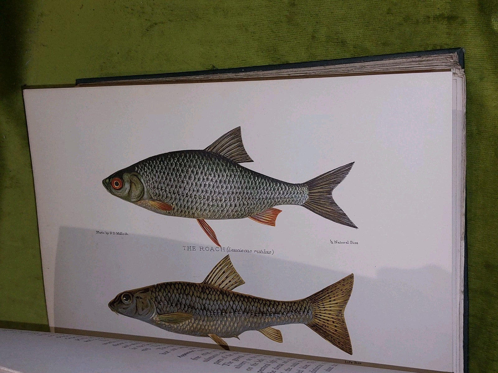 British FreshWater Fishes by Sir Herbert Maxwell (1904) [Hutchinson & Co] Hb6