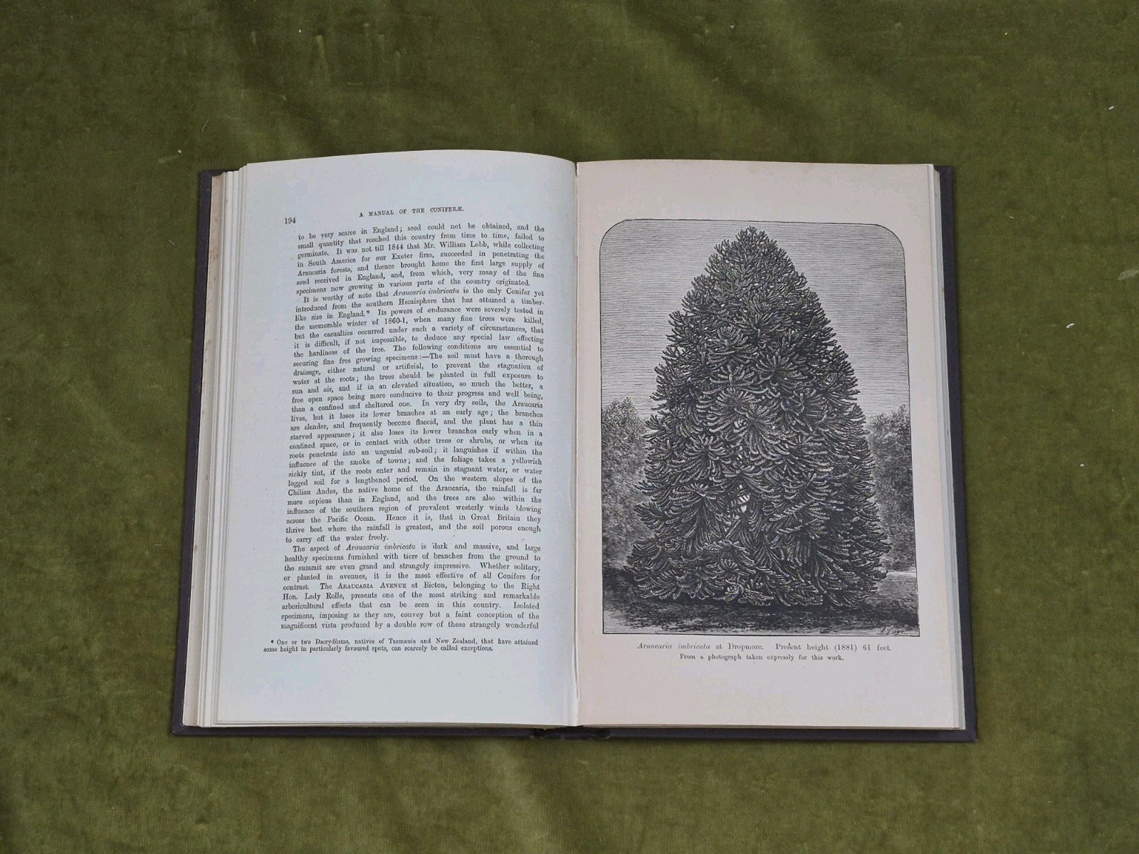 A Manual of The Coniferae by James Veitch & Sons 1881 HC / Antique6