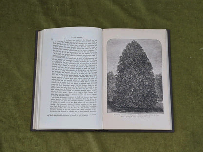 A Manual of The Coniferae by James Veitch & Sons 1881 HC / Antique6