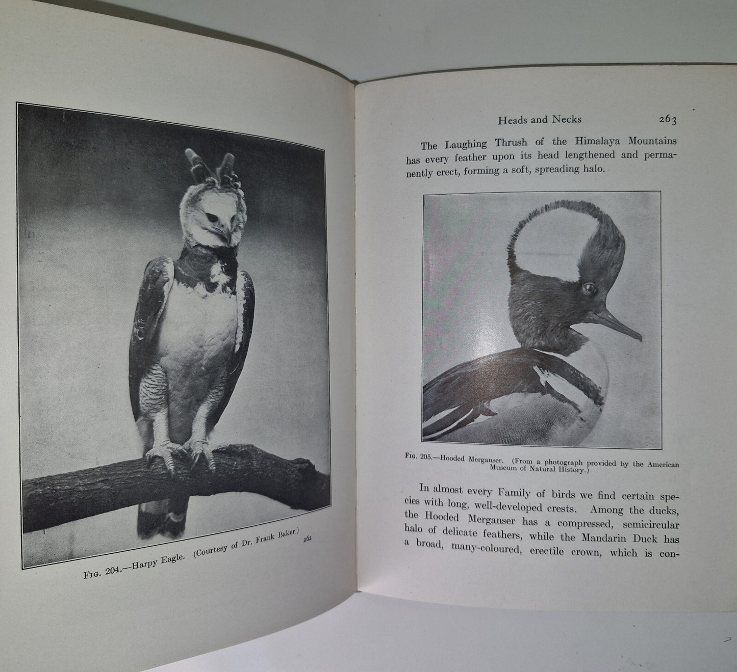 The Bird Its Form And Function By C. William Beebe 190714