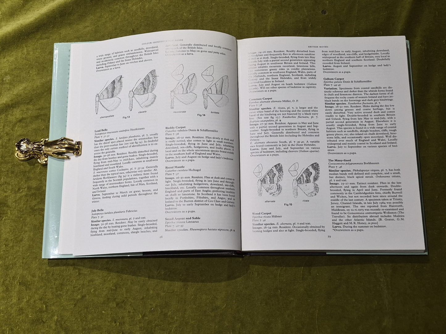BERNARD SKINNER - The Colour Identification Guide to Moths of the British Isles5
