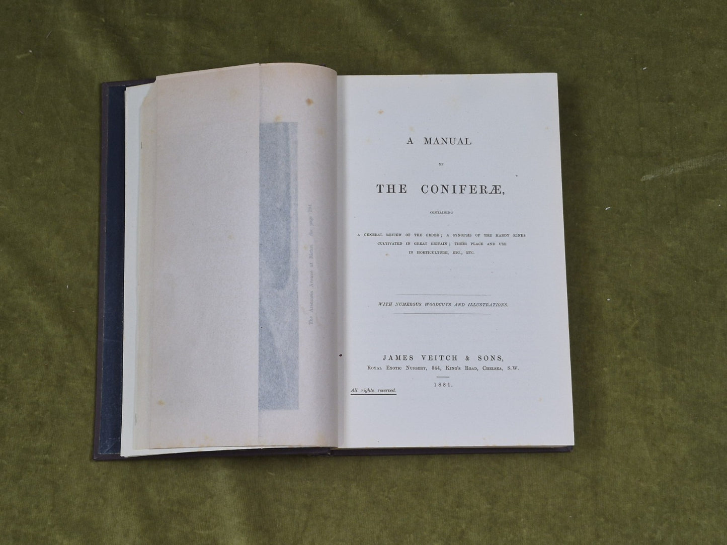 A Manual of The Coniferae by James Veitch & Sons 1881 HC / Antique4