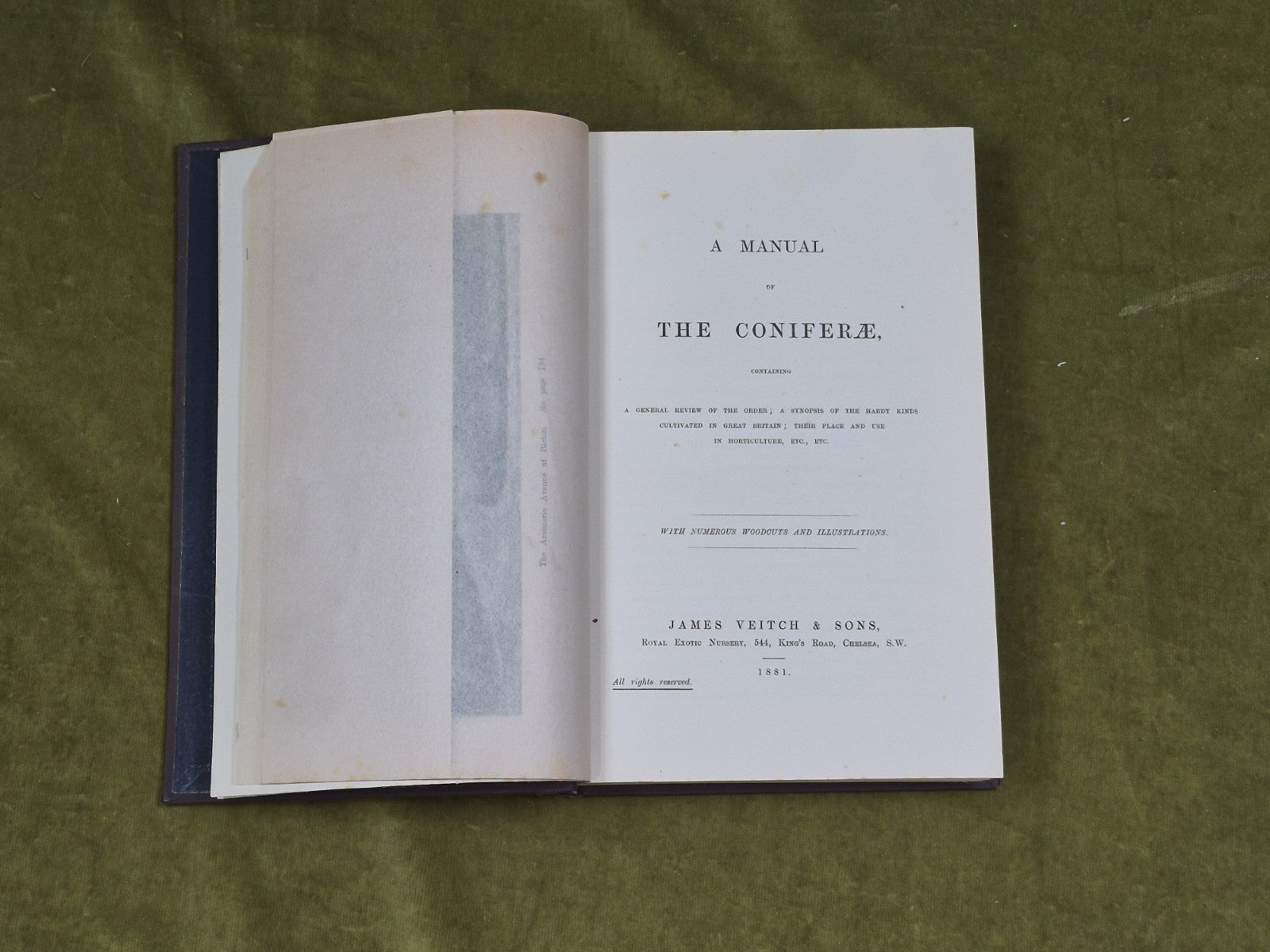 A Manual of The Coniferae by James Veitch & Sons 1881 HC / Antique4