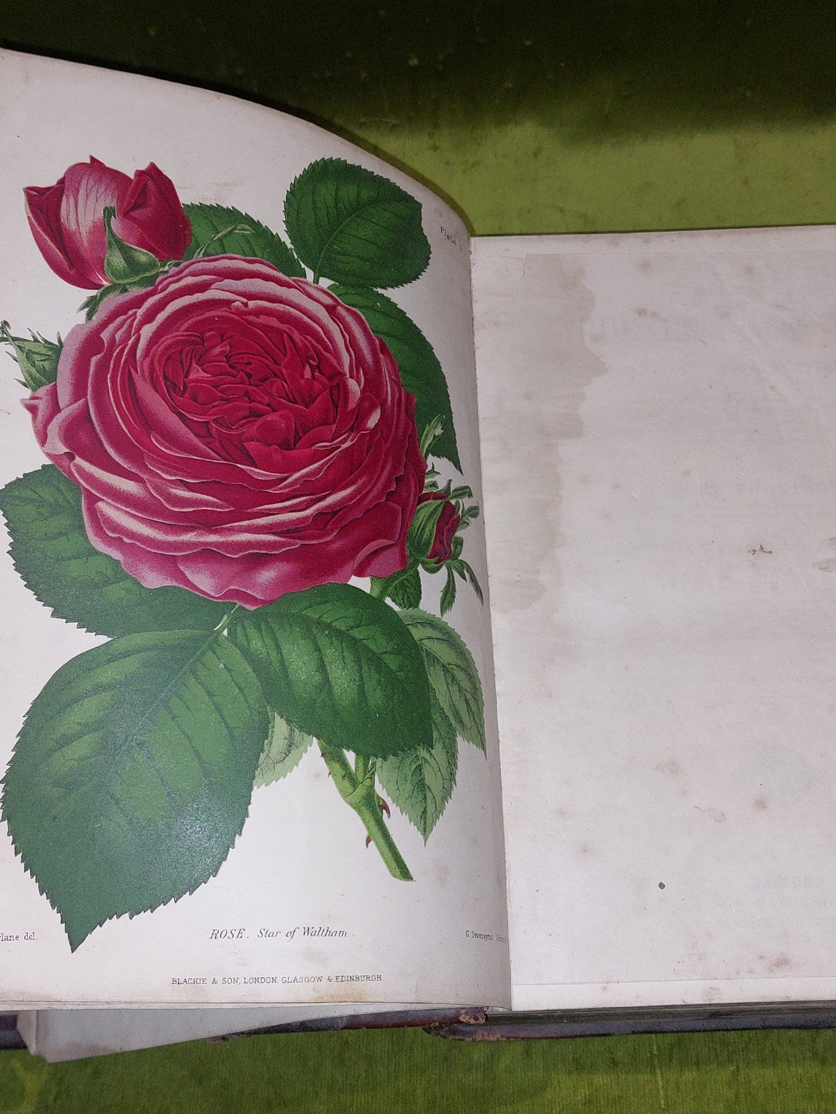 The Gardener’s Assistant Practical and Scientific Gardening 1878 Thompson Moore4